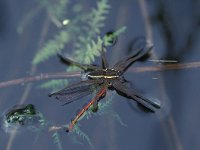 Dolomedes fimbriatus 1, Gerande oeverspin, Saxifraga-Robert Ketelaar
